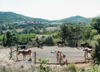Club de Flicka équitation
